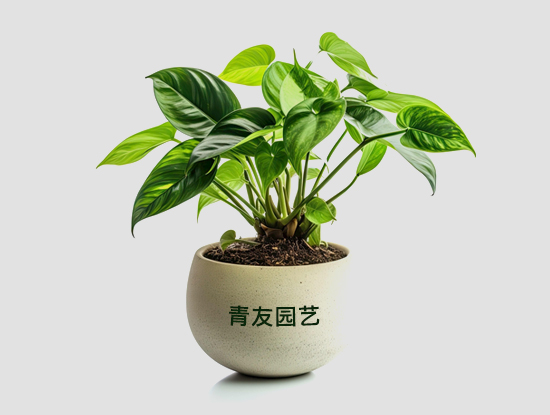 杭州辦公室綠植租賃的大型綠植類(lèi)型有哪些