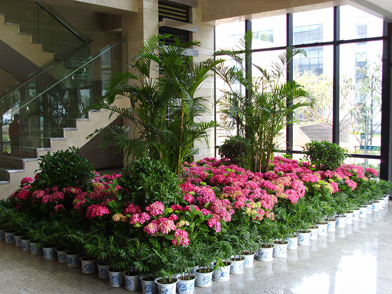 酒店大堂怎么擺放綠植盆栽？綠植租賃時(shí)怎么組景？