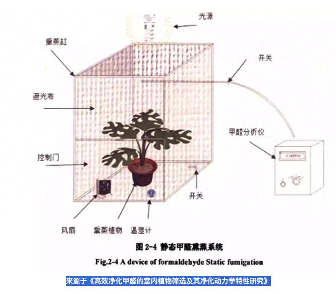 公司用綠蘿除甲醛，到底靠不靠譜？