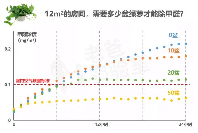 公司用綠蘿除甲醛，到底靠不靠譜？