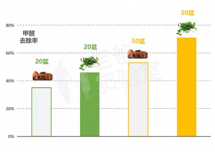 公司用綠蘿除甲醛，到底靠不靠譜？